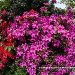 Bed and breakfast Parco Campofelice Lombardore