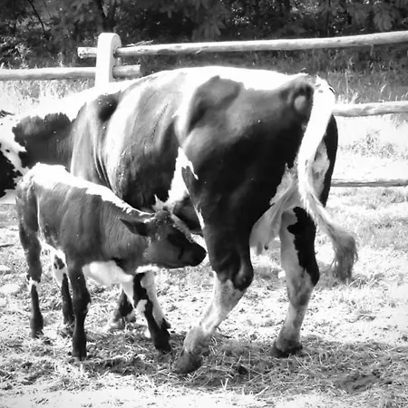 ベッド・アンド・ブレックファスト Parco Campofelice 3*