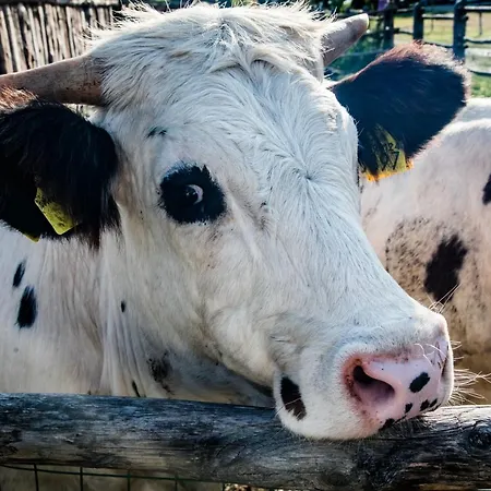 Parco Campofelice 3*