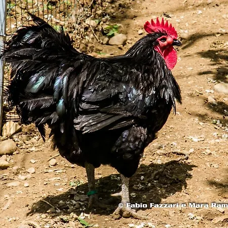 Parco Campofelice Nocleg ze śniadaniem Lombardore