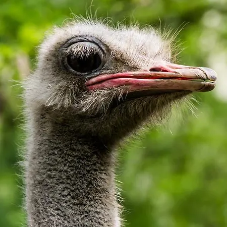 ベッド・アンド・ブレックファスト Parco Campofelice