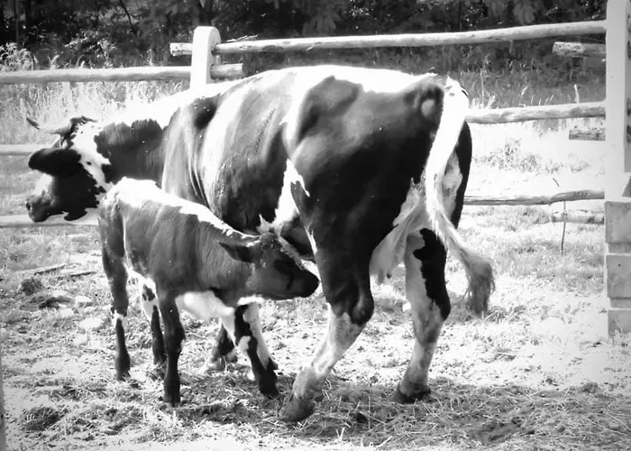 Bed and breakfast Parco Campofelice 3*