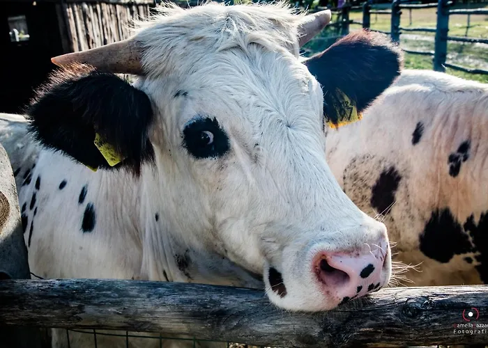 Parco Campofelice 3*