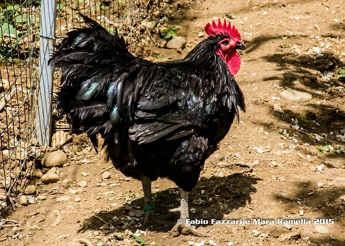 Parco Campofelice Bed and breakfast Lombardore